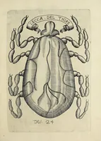 An illustration from Esperienze intorno alla generazione degl' insetti (1668)