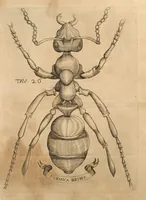 An illustration from Esperienze intorno alla generazione degl' insetti (1668)