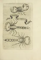 An illustration from Esperienze intorno alla generazione degl' insetti (1668)