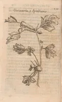 An illustration from Esperienze intorno alla generazione degl'insetti (1687)