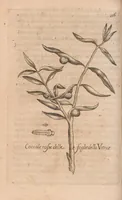 An illustration from Esperienze intorno alla generazione degl'insetti (1687)
