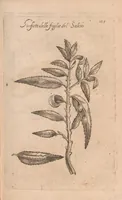 An illustration from Esperienze intorno alla generazione degl'insetti (1687)