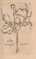 Picture 4 of 16 from Esperienze intorno alla generazione degl'insetti (1687), leaf 179