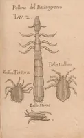 An illustration from Esperienze intorno alla generazione degl'insetti (1687)