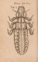An illustration from Esperienze intorno alla generazione degl'insetti (1687)