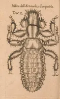An illustration from Esperienze intorno alla generazione degl'insetti (1687)