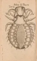 An illustration from Esperienze intorno alla generazione degl'insetti (1687)