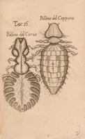 An illustration from Esperienze intorno alla generazione degl'insetti (1687)