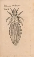 An illustration from Esperienze intorno alla generazione degl'insetti (1687)