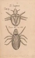 An illustration from Esperienze intorno alla generazione degl'insetti (1687)