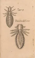 Picture 13 of 16 from Esperienze intorno alla generazione degl'insetti (1687), leaf 257
