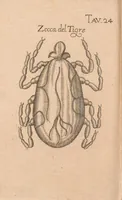 An illustration from Esperienze intorno alla generazione degl'insetti (1687)