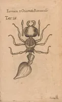 An illustration from Esperienze intorno alla generazione degl'insetti (1687)
