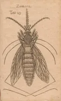 Picture 16 of 16 from Esperienze intorno alla generazione degl'insetti (1687), leaf 267