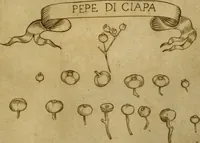 Picture 5 of 16 from Esperienzie intorno a diverse cose naturali, e particolarmente a quelle, che ci son portate dall'Indie (1671), leaf 162