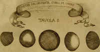 Picture 6 of 16 from Esperienzie intorno a diverse cose naturali, e particolarmente a quelle, che ci son portate dall'Indie (1671), leaf 162