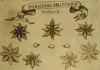 An illustration from Esperienzie intorno a diverse cose naturali, e particolarmente a quelle, che ci son portate dall'Indie (1671)