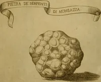 An illustration from Esperienzie intorno a diverse cose naturali, e particolarmente a quelle, che ci son portate dall'Indie (1671)
