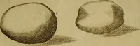 An illustration from Esperienzie intorno a diverse cose naturali, e particolarmente a quelle, che ci son portate dall'Indie (1671)