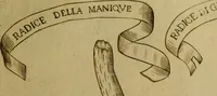 An illustration from Esperienzie intorno a diverse cose naturali, e particolarmente a quelle, che ci son portate dall'Indie (1671)