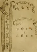An illustration from Esperienzie intorno a diverse cose naturali, e particolarmente a quelle, che ci son portate dall'Indie (1671)