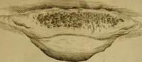 An illustration from Esperienzie intorno a diverse cose naturali, e particolarmente a quelle, che ci son portate dall'Indie (1671)