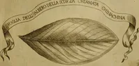 An illustration from Esperienzie intorno a diverse cose naturali, e particolarmente a quelle, che ci son portate dall'Indie (1671)
