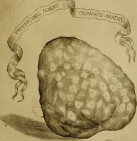 An illustration from Esperienzie intorno a diverse cose naturali, e particolarmente a quelle, che ci son portate dall'Indie (1671)
