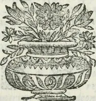 An illustration from Esposizione dell' apparato fatto nella solennita della canonizatione di Pietro d'Alcantara de Minori osservanti riformati di S. Francesco : e celebrato nella chiesa di S. Maria de gl' Angioli da R.R. P.P. del medesimo ordine nell' augusta citta di Torino (1669)