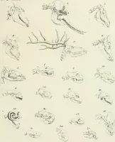 Picture 62 of 266 from Essai sur la physiognomonie : destiné a faire connoître l'homme & à le faire aimer (1781), leaf 146