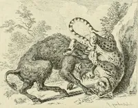 Picture 65 of 266 from Essai sur la physiognomonie : destiné a faire connoître l'homme & à le faire aimer (1781), leaf 152
