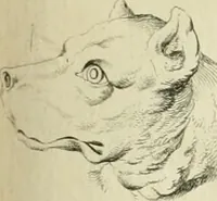 Picture 67 of 266 from Essai sur la physiognomonie : destiné a faire connoître l'homme & à le faire aimer (1781), leaf 156