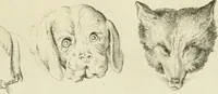 Picture 68 of 266 from Essai sur la physiognomonie : destiné a faire connoître l'homme & à le faire aimer (1781), leaf 156