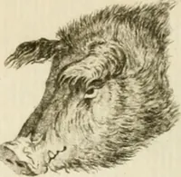 Picture 72 of 266 from Essai sur la physiognomonie : destiné a faire connoître l'homme & à le faire aimer (1781), leaf 157