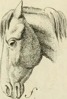 Picture 83 of 266 from Essai sur la physiognomonie : destiné a faire connoître l'homme & à le faire aimer (1781), leaf 162