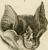 Picture 90 of 266 from Essai sur la physiognomonie : destiné a faire connoître l'homme & à le faire aimer (1781), leaf 171