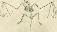 Picture 91 of 266 from Essai sur la physiognomonie : destiné a faire connoître l'homme & à le faire aimer (1781), leaf 171
