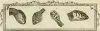 Picture 94 of 266 from Essai sur la physiognomonie : destiné a faire connoître l'homme & à le faire aimer (1781), leaf 173