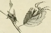 Picture 95 of 266 from Essai sur la physiognomonie : destiné a faire connoître l'homme & à le faire aimer (1781), leaf 174