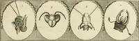 Picture 97 of 266 from Essai sur la physiognomonie : destiné a faire connoître l'homme & à le faire aimer (1781), leaf 176