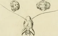 Picture 98 of 266 from Essai sur la physiognomonie : destiné a faire connoître l'homme & à le faire aimer (1781), leaf 176