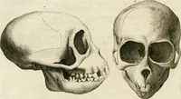 Picture 100 of 266 from Essai sur la physiognomonie : destiné a faire connoître l'homme & à le faire aimer (1781), leaf 185