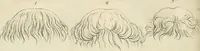 Picture 116 of 266 from Essai sur la physiognomonie : destiné a faire connoître l'homme & à le faire aimer (1781), leaf 217