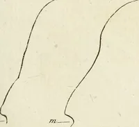Picture 154 of 266 from Essai sur la physiognomonie : destiné a faire connoître l'homme & à le faire aimer (1781), leaf 300