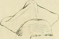 Picture 144 of 237 from Essai sur la physiognomonie : destiné a faire connoître l'homme & à le faire aimer (1781), leaf 326