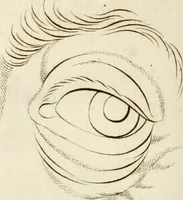 An illustration from Essai sur la physiognomonie : destiné a faire connoître l'homme & à le faire aimer (1781)