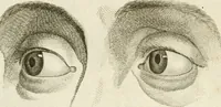 An illustration from Essai sur la physiognomonie : destiné a faire connoître l'homme & à le faire aimer (1781)