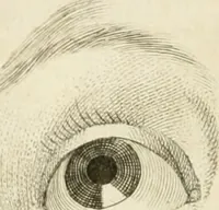 Picture 173 of 237 from Essai sur la physiognomonie : destiné a faire connoître l'homme & à le faire aimer (1781), leaf 355