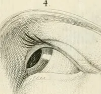 An illustration from Essai sur la physiognomonie : destiné a faire connoître l'homme & à le faire aimer (1781)