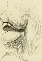 An illustration from Essai sur la physiognomonie : destiné a faire connoître l'homme & à le faire aimer (1781)